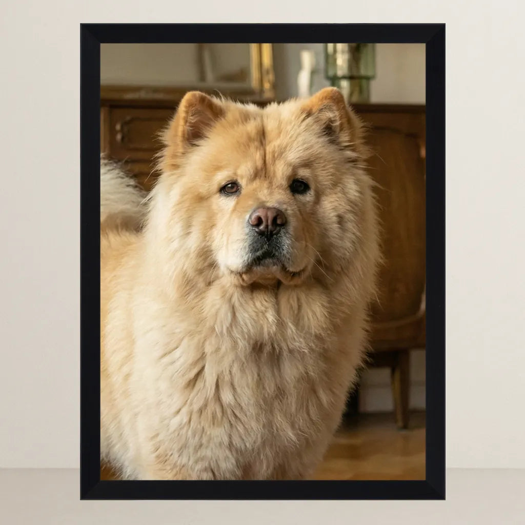 Prima - Centurione Romano