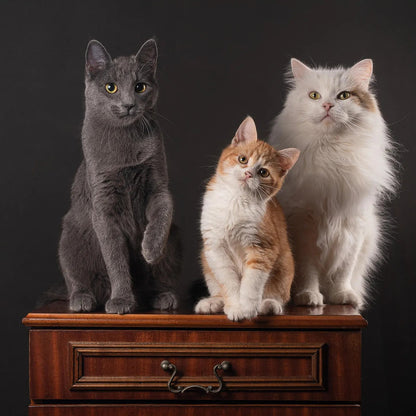 Ritratto personalizzato stile Low Poly | Incorniciamoci